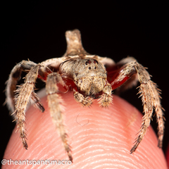 Dolophones turrigera