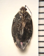 Deraeocoris sayi