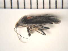 Deraeocoris sayi
