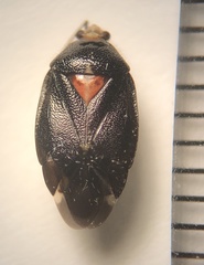 Deraeocoris sayi