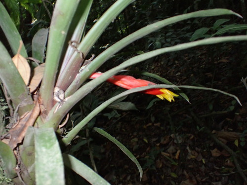 Guzmania nicaraguensis (Guzmania nicaraguensis)