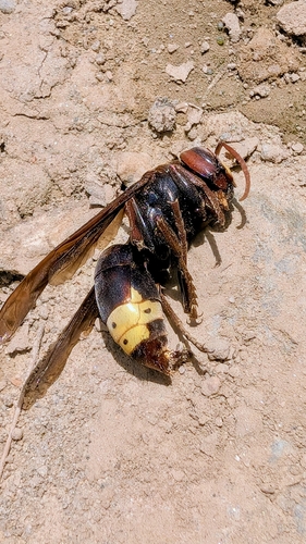 Oriental Hornet