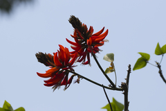 Erythrina variegata