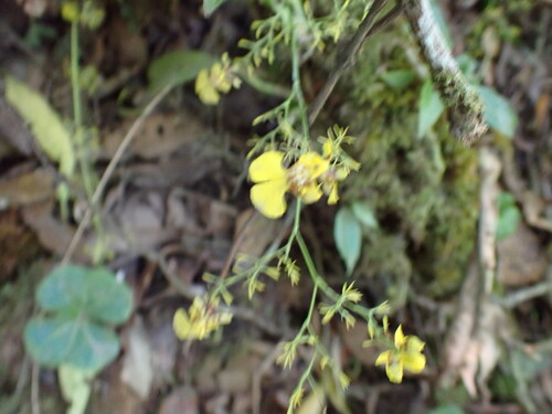 Oncidium bryolophotum, photograph 5