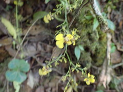 Oncidium bryolophotum, photograph author not stated, no rights reserved