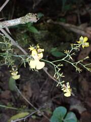 Oncidium bryolophotum, photograph author not stated, no rights reserved