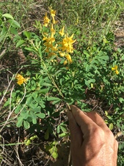 Crotalaria medicaginea