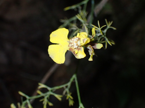 Oncidium bryolophotum, photograph 3