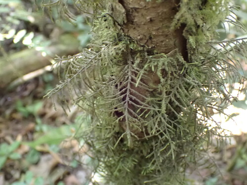 Bryopteris observed 2026-03-24