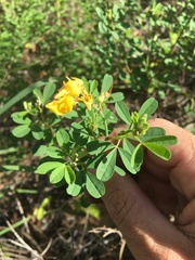 Crotalaria medicaginea