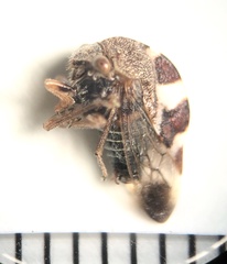 Cyrtolobus tuberosus