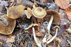 Cortinarius pilatii