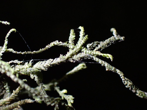 Bryopteris observed 2026-03-24