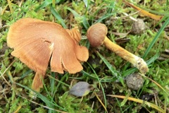 Cortinarius pratensis