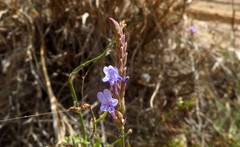 Lavandula multifida image