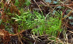 Lavandula multifida image