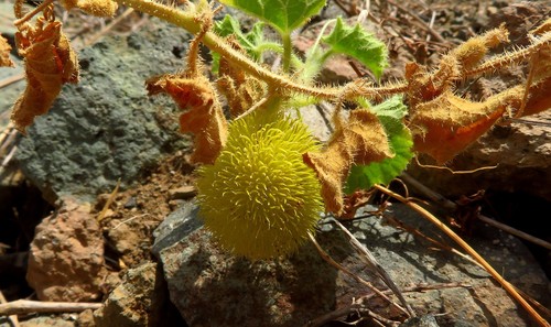 Cucumis dipsaceus image