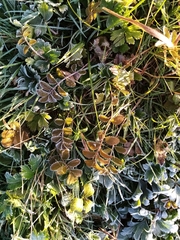 Argentina anserinoides