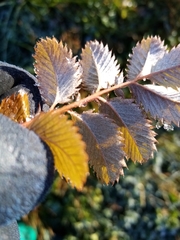 Argentina anserinoides