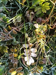 Argentina anserinoides