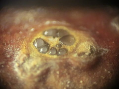 Alborbis galericulata