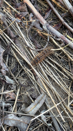 iNaturalist observation photo of Western Sheep Moth