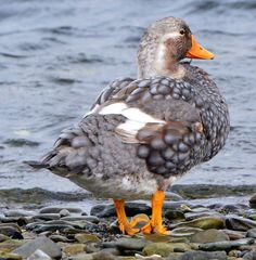 Tachyeres brachypterus