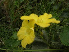 Luffa aegyptiaca