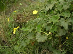 Luffa aegyptiaca