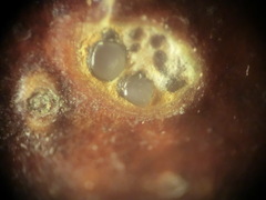 Alborbis galericulata