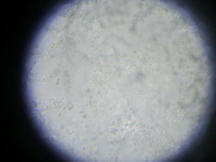 Alborbis galericulata