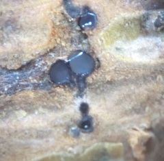 Plagiostoma convexum