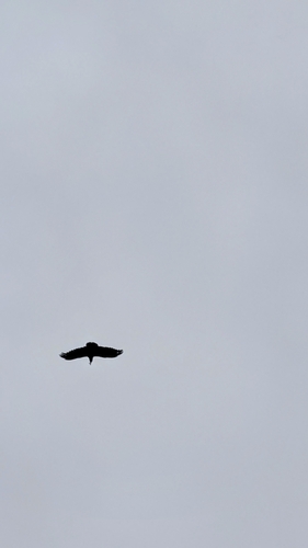 Fan-tailed Raven