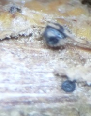 Plagiostoma convexum