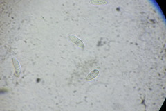 Plagiostoma convexum