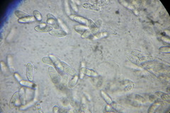 Plagiostoma convexum