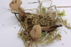 Cudonia circinans