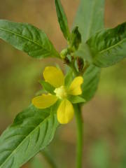 Ludwigia erecta