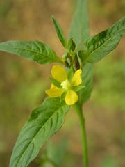 Ludwigia erecta