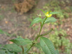 Ludwigia erecta