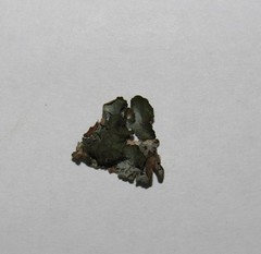 Pleurosticta acetabulum