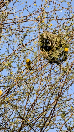 Rüppell's Weaver