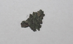 Pleurosticta acetabulum