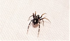 Pentasteron simplex