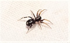 Pentasteron simplex
