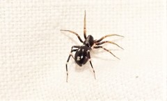 Pentasteron simplex