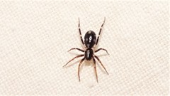 Pentasteron simplex