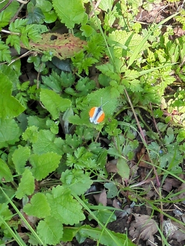orange-tip