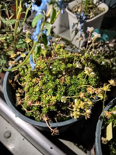 Saxifraga unguipetala