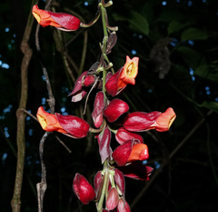 Thunbergia coccinea